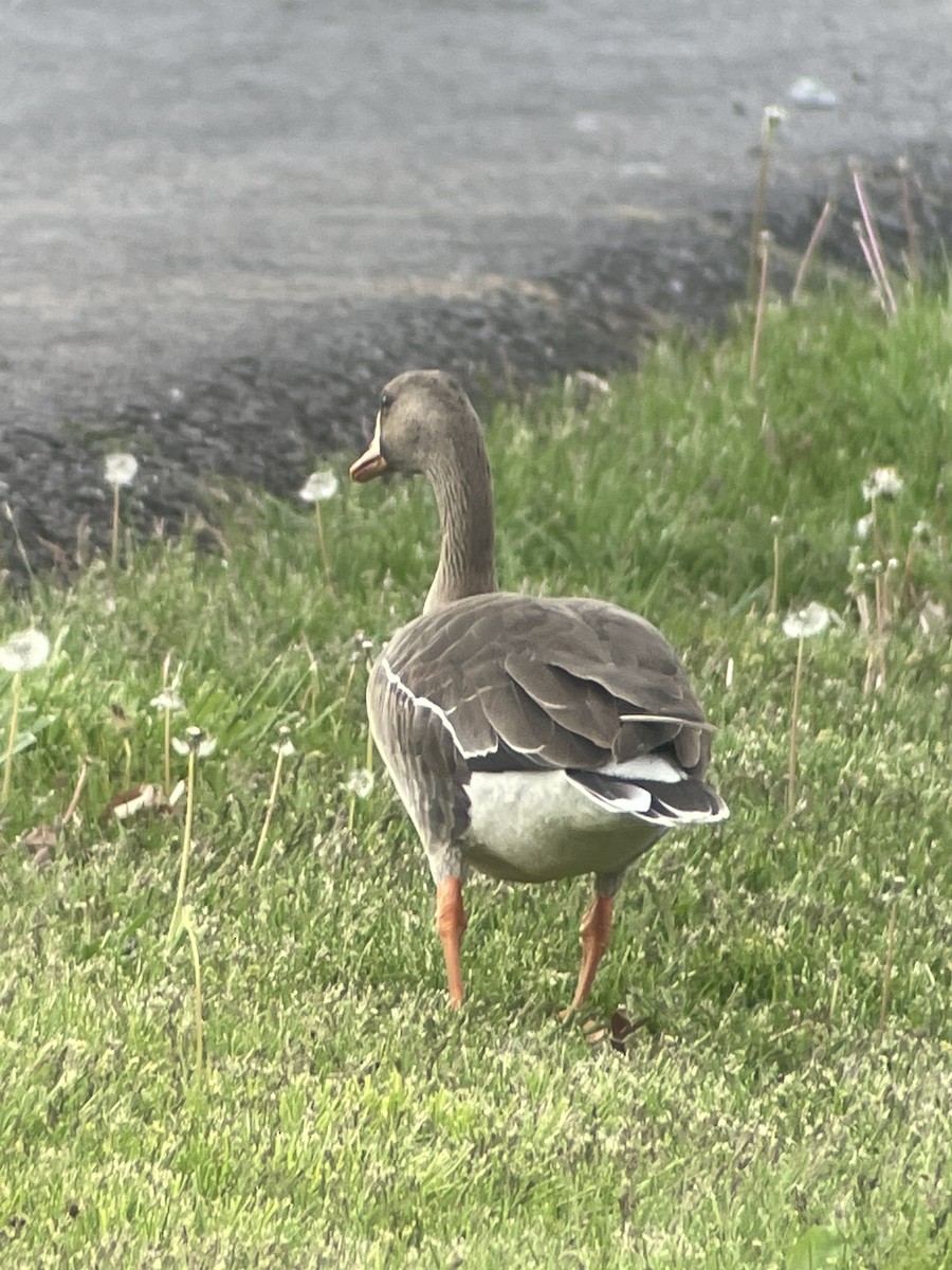 Greater White-fronted Goose - ML617923686