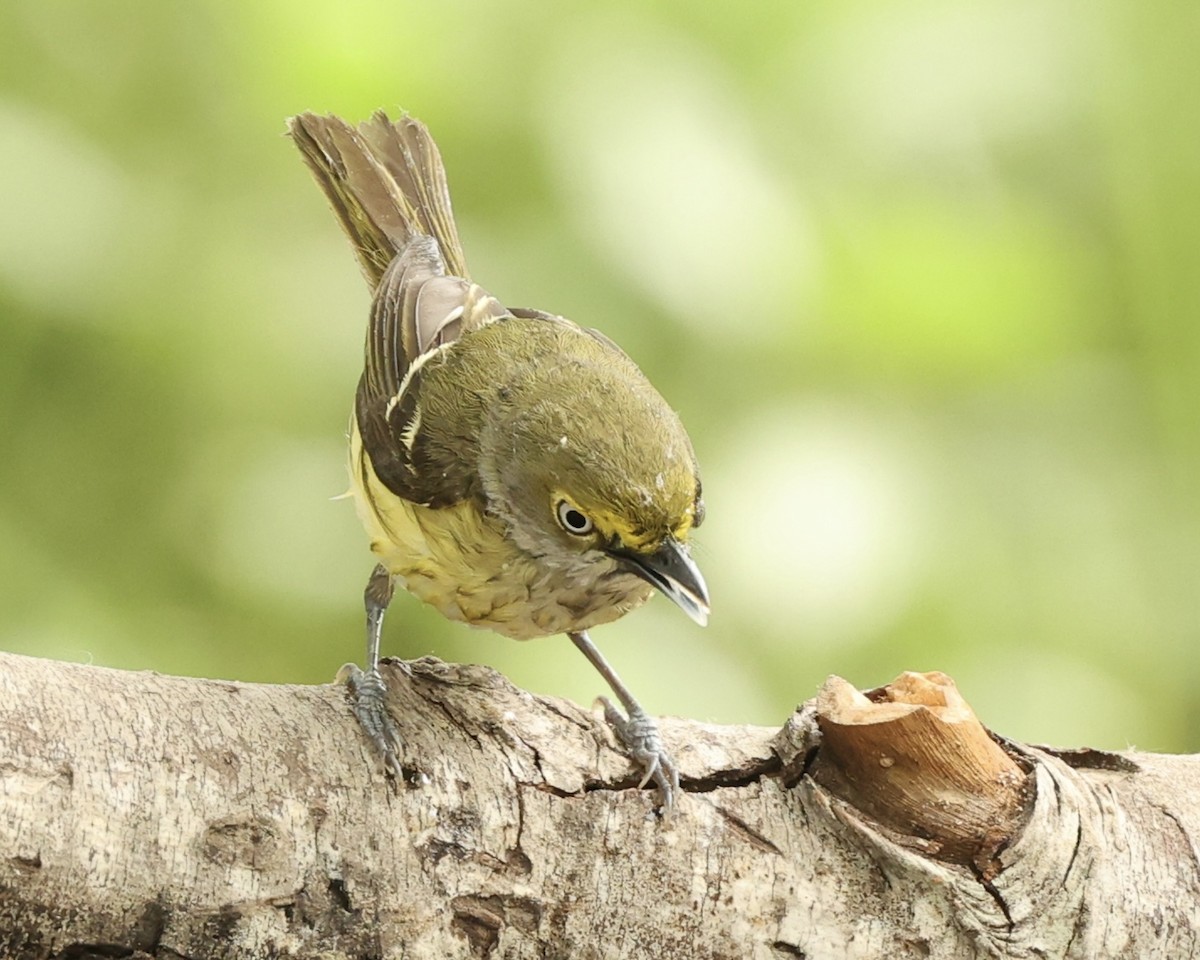 White-eyed Vireo - ML617923701