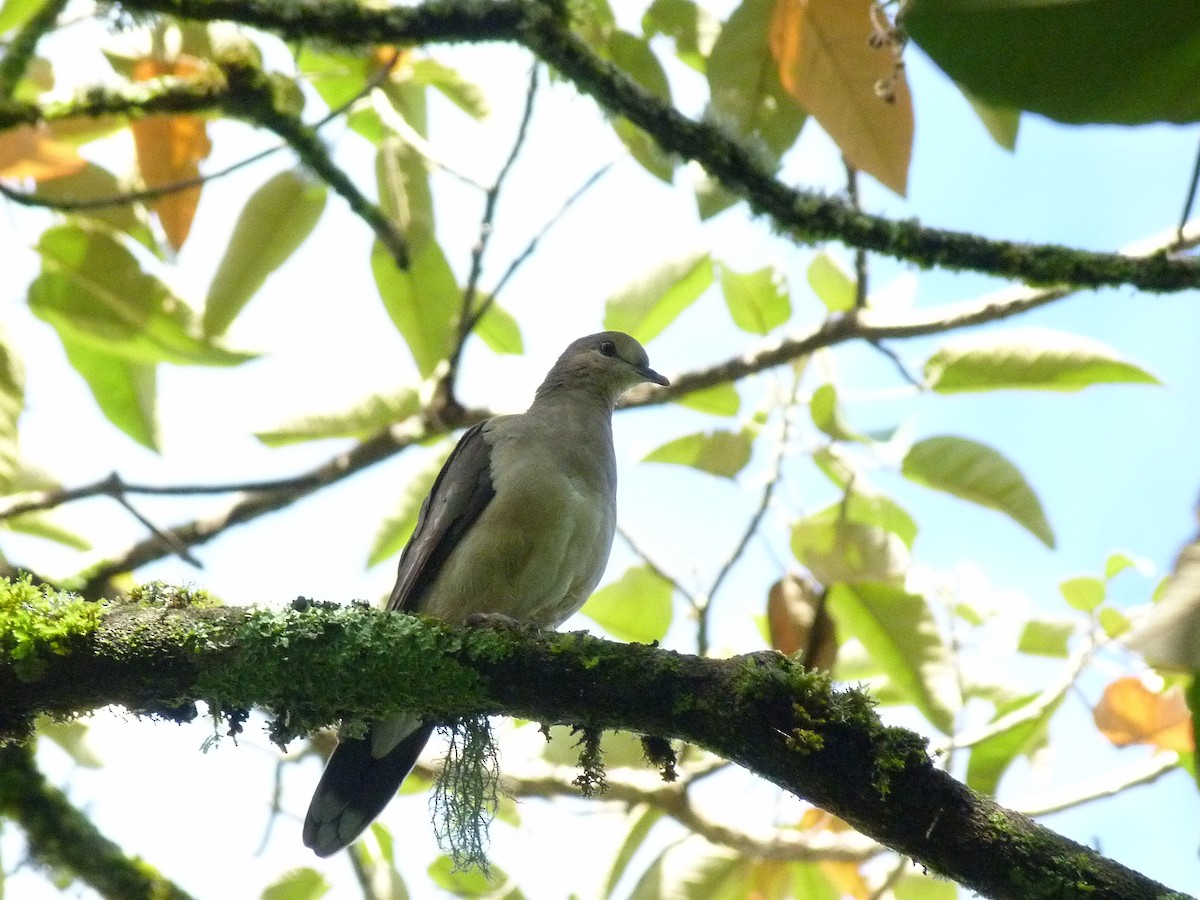 White-tipped Dove - ML617923728