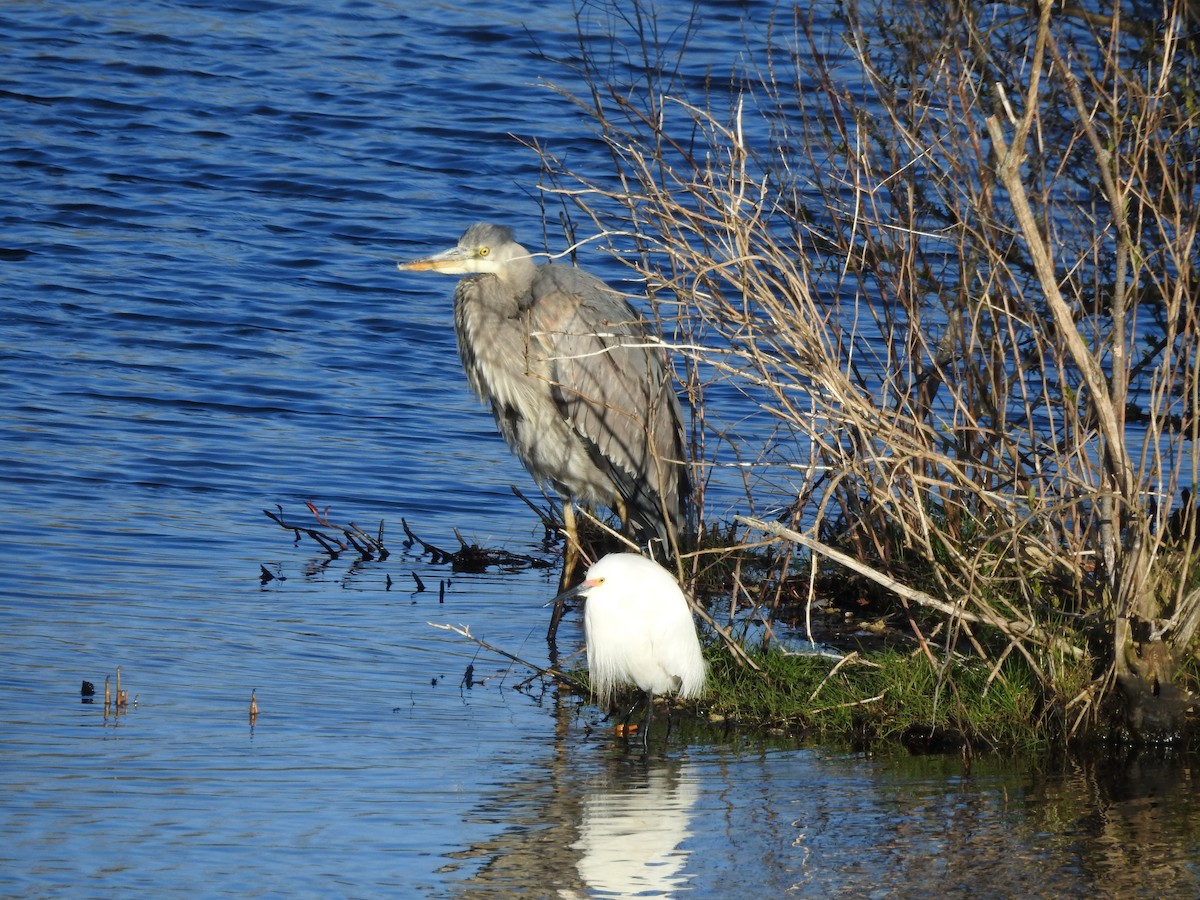 Snowy Egret - ML617923732