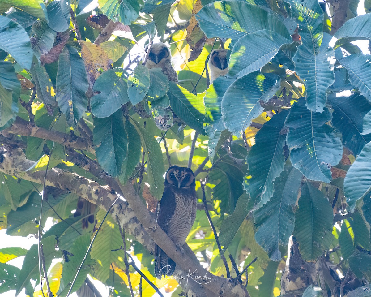 Brown Wood-Owl - Soumya Kundu