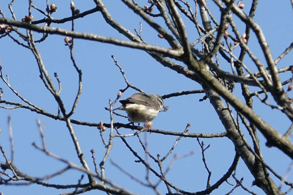 Louisiana Waterthrush - ML617923744