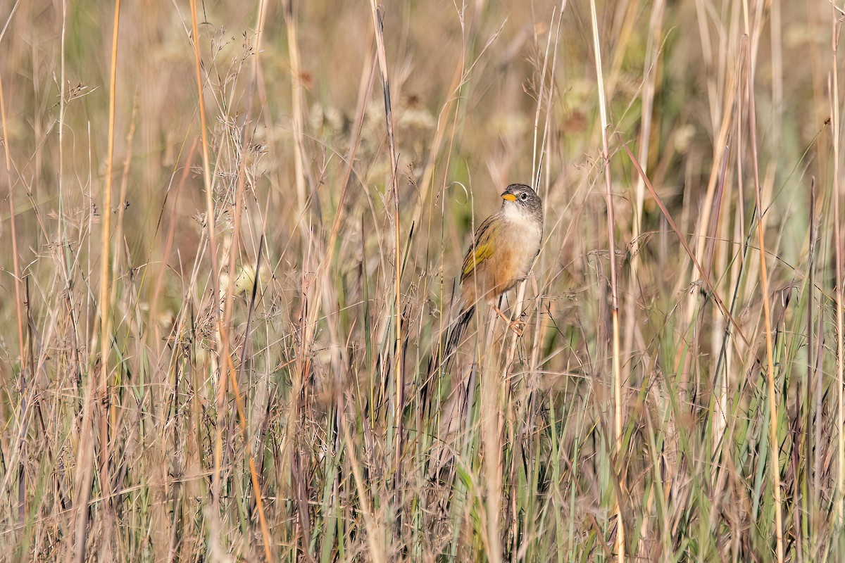 Lesser Grass-Finch - Raphael Kurz -  Aves do Sul