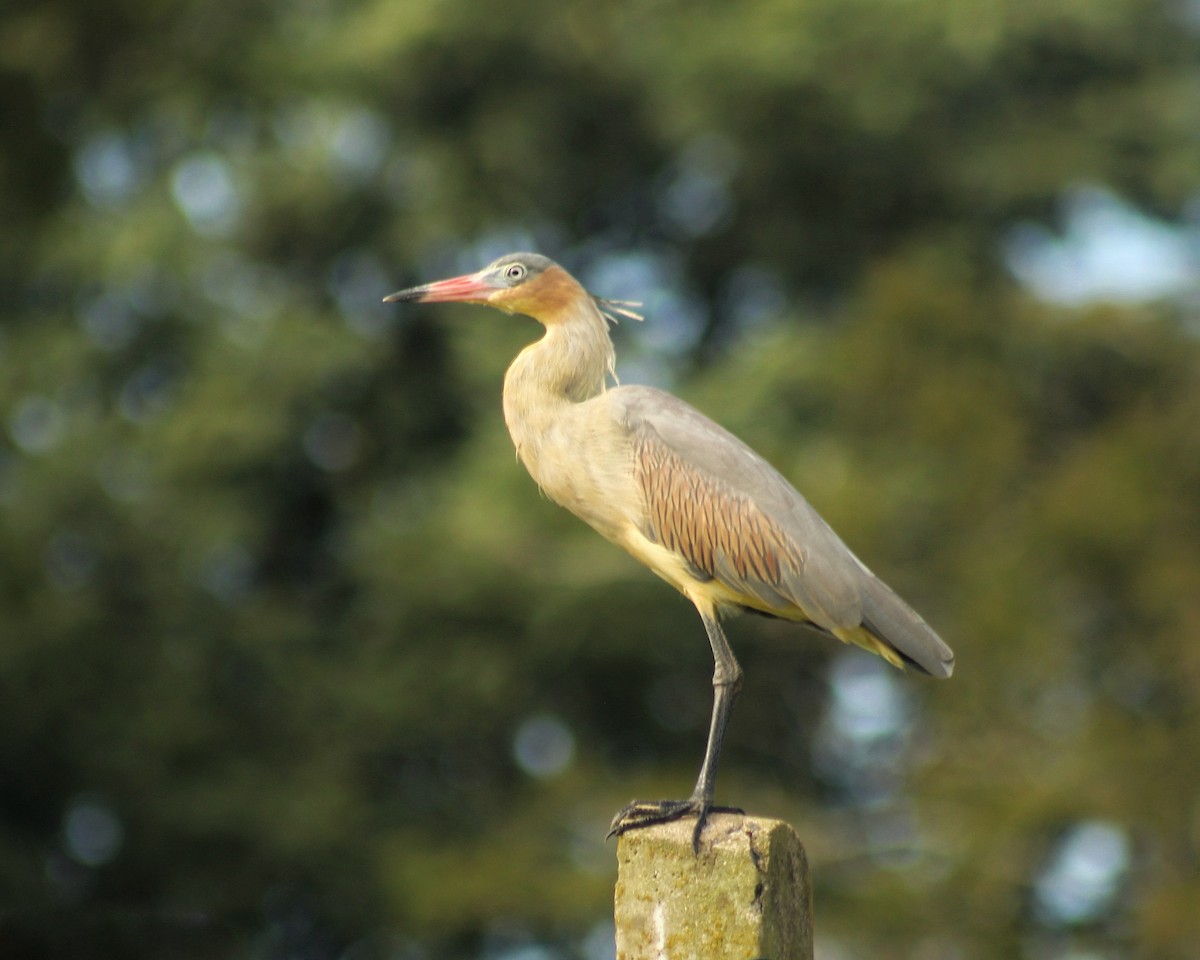 Whistling Heron - ML617923779