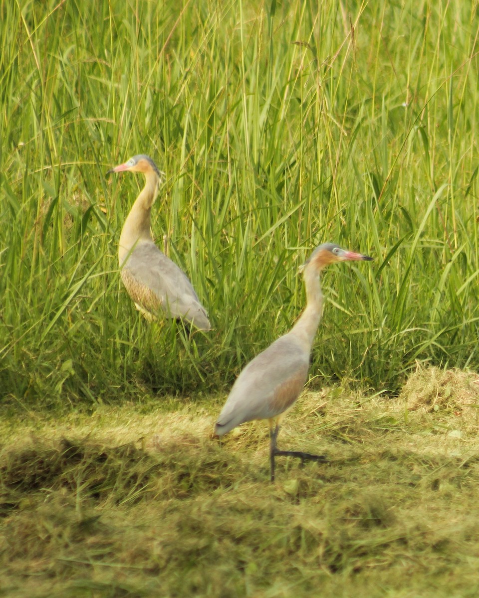 Whistling Heron - ML617923781