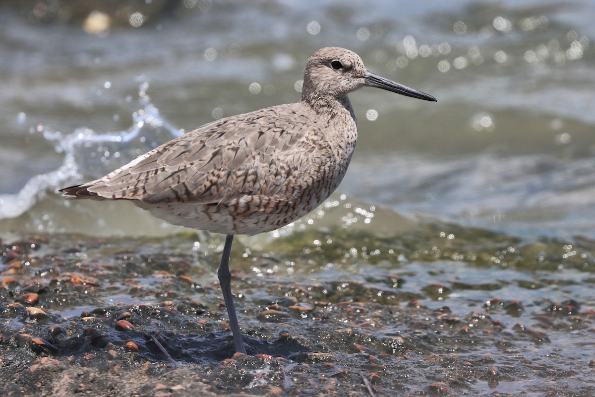 Willet - ML617923816