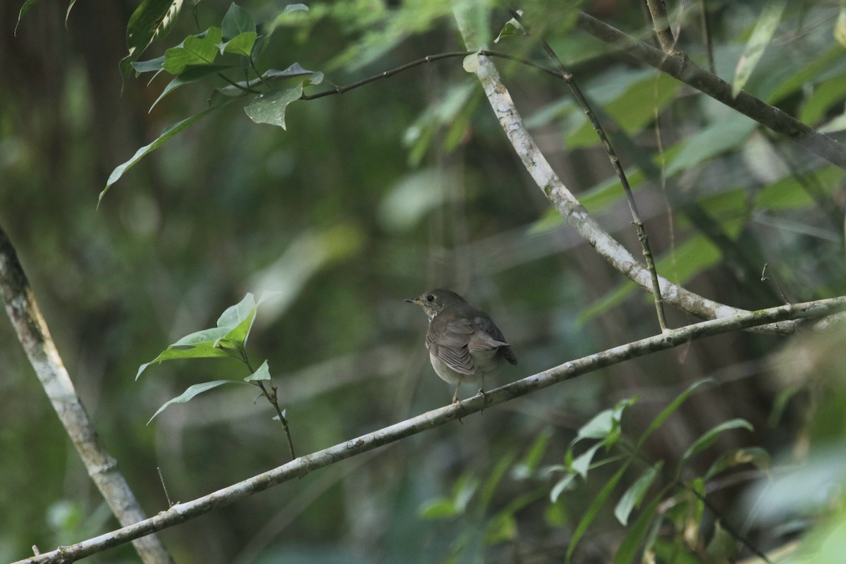 Gray-cheeked Thrush - Delbert Penner