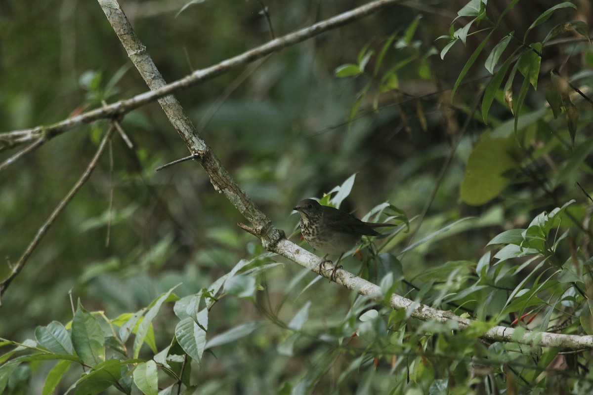 Gray-cheeked Thrush - Delbert Penner