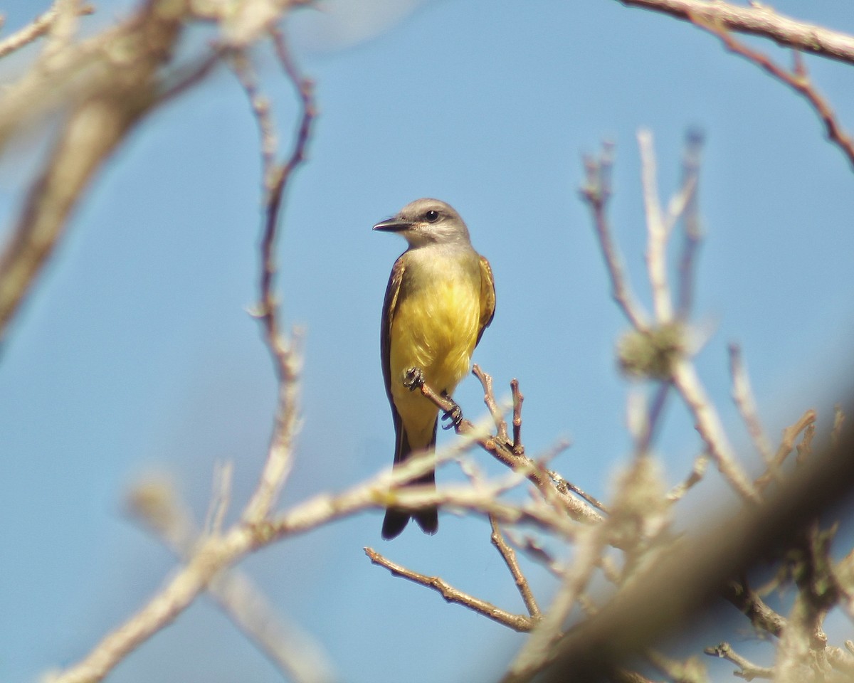 Tropical Kingbird - ML617923857