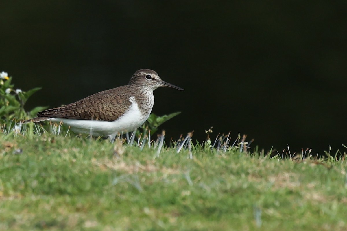 Common Sandpiper - ML617923898