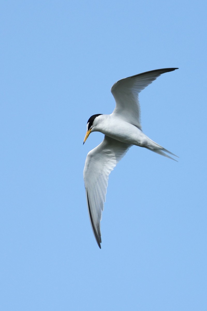 Little Tern - ML617923905