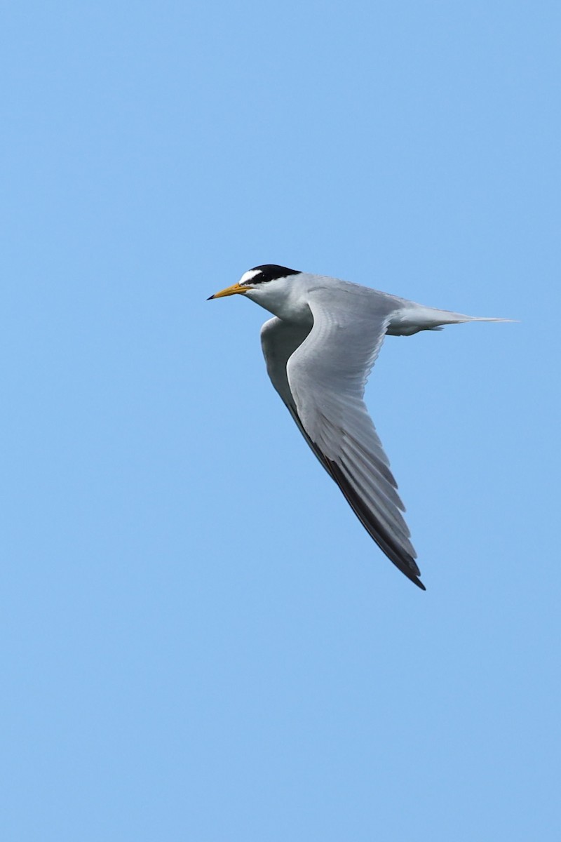 Little Tern - ML617923906