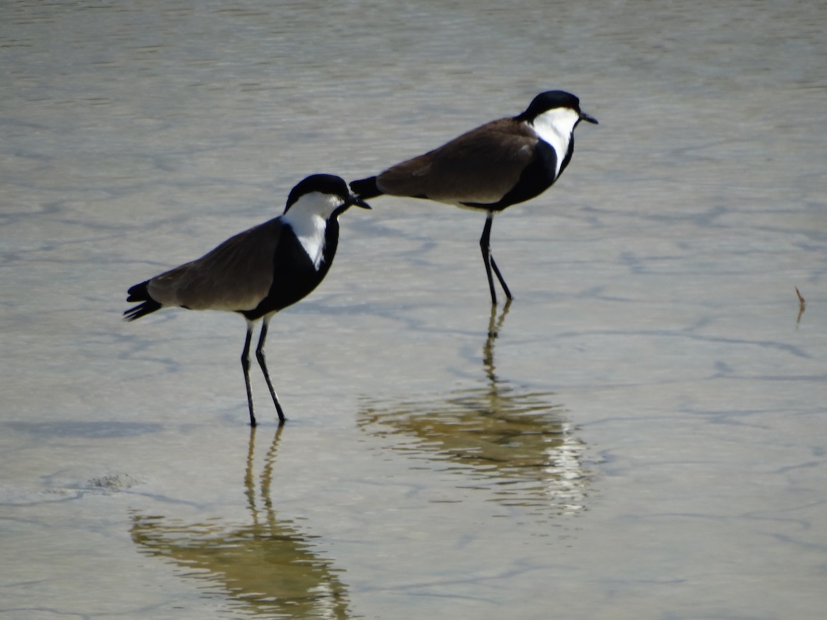 Spur-winged Lapwing - Michael Bird