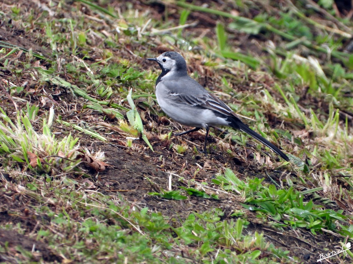 White Wagtail - J. Alfonso Diéguez Millán 👀