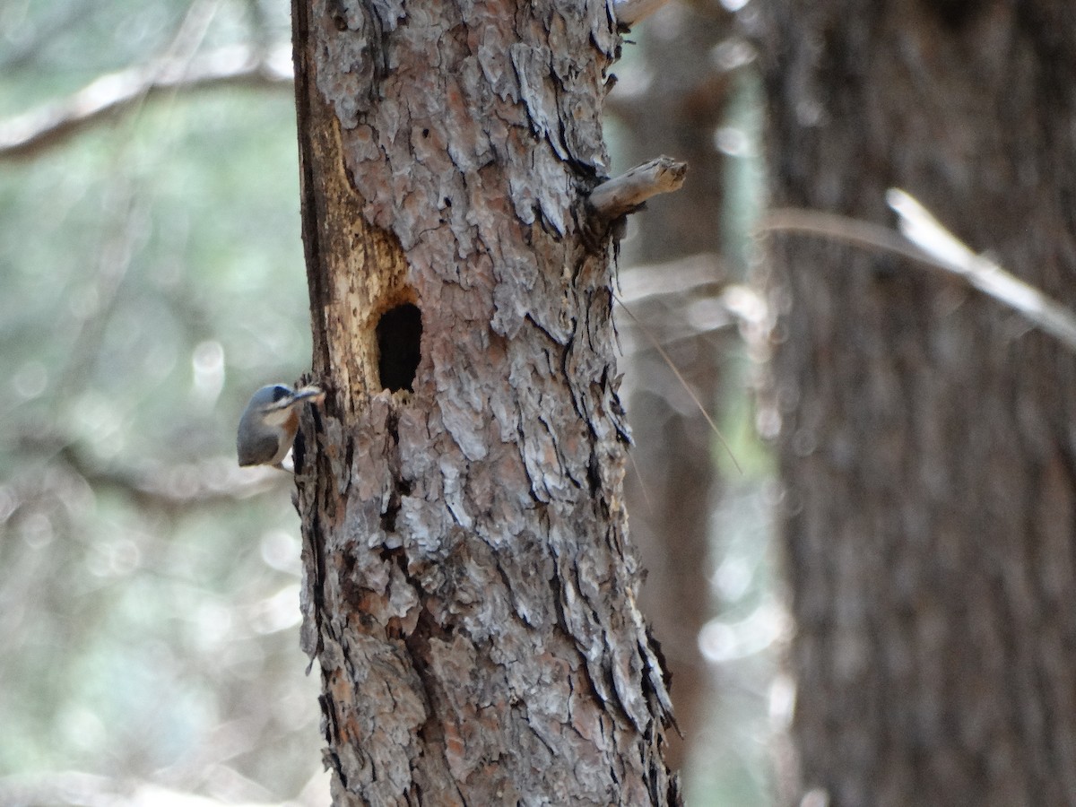 Krüper's Nuthatch - Michael Bird