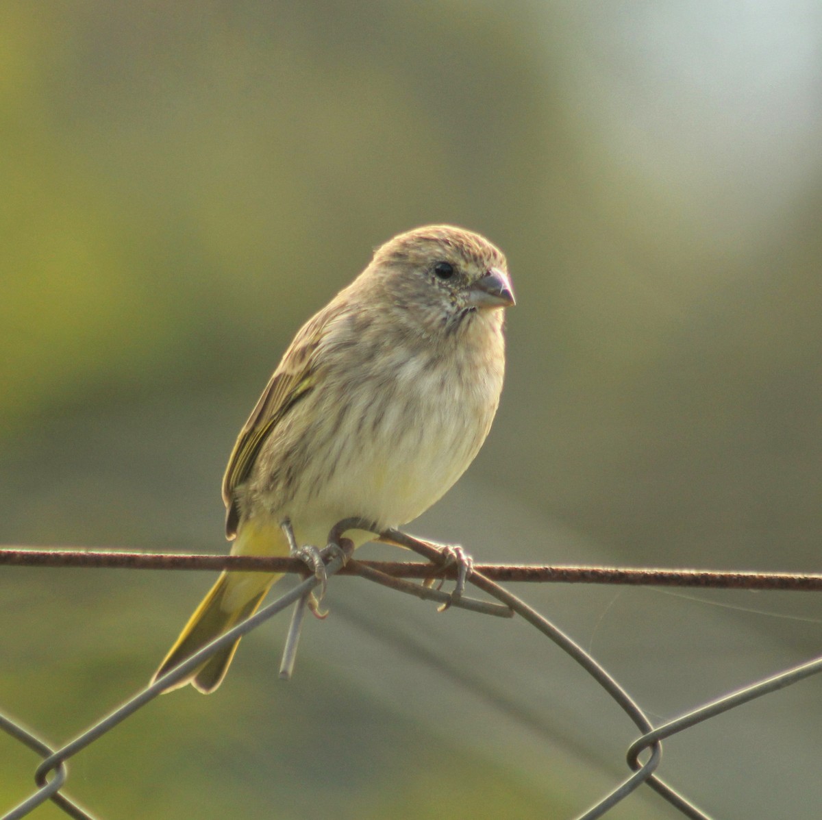 Saffron Finch - ML617923981