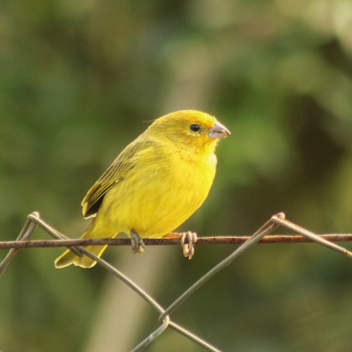 Saffron Finch - ML617923982