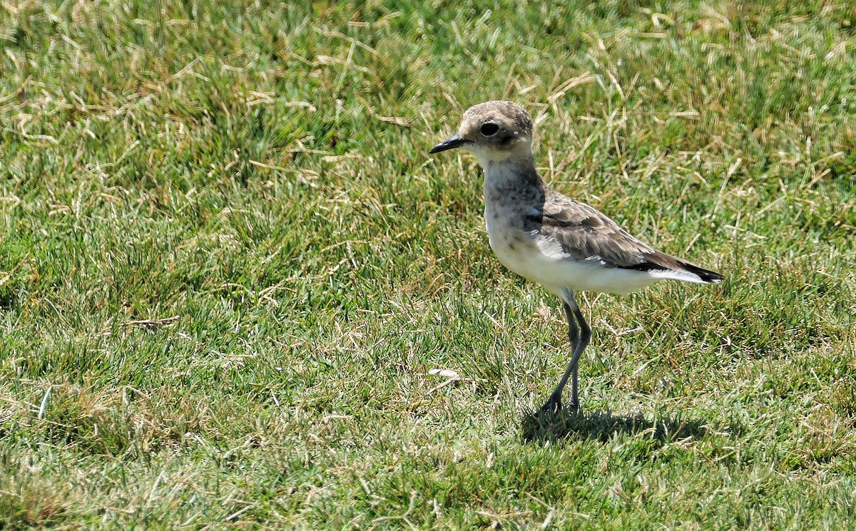 Kittlitz's Plover - ML617923995