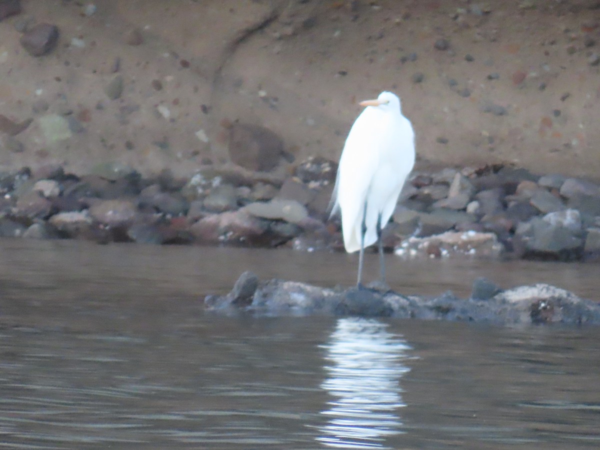 Great Egret - ML617924070