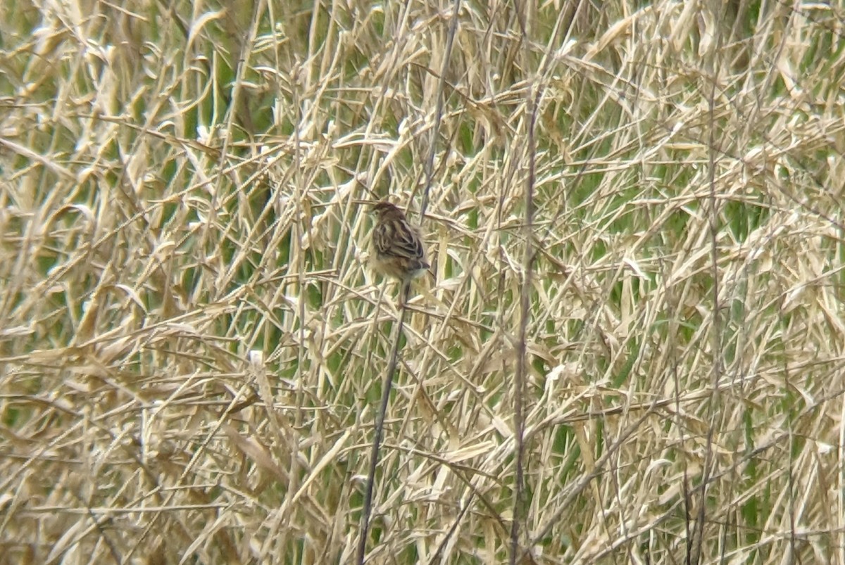 Золотистая цистикола - ML617924100