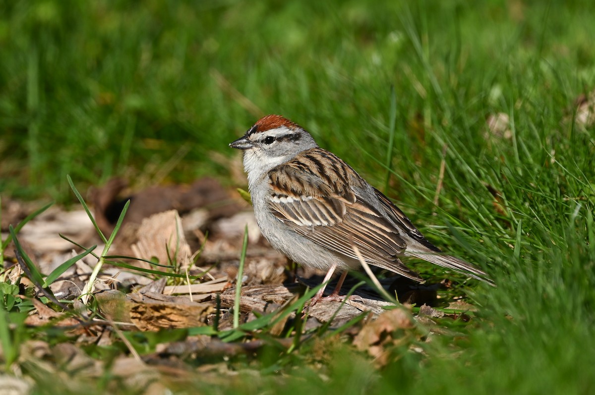 Chipping Sparrow - ML617924116