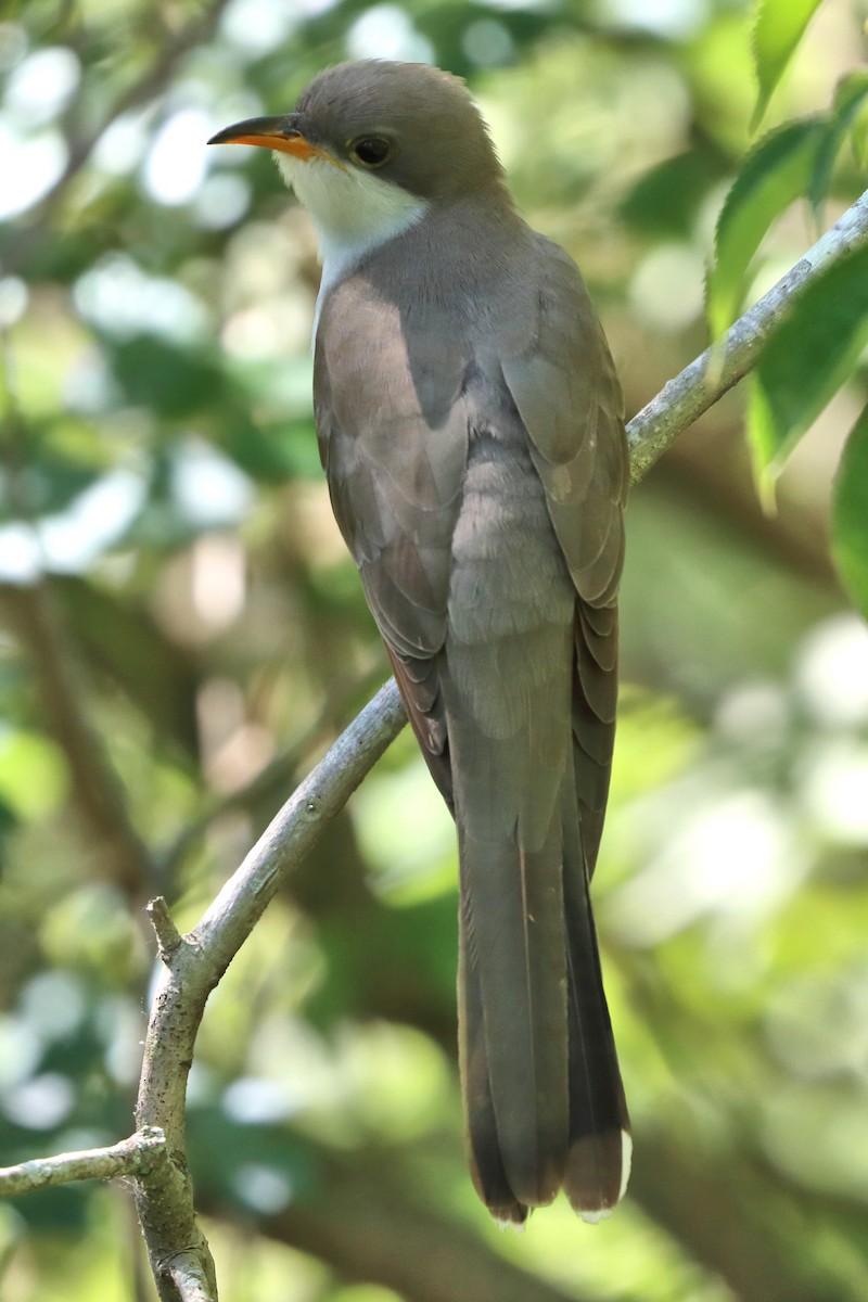 Yellow-billed Cuckoo - Jason Leifester