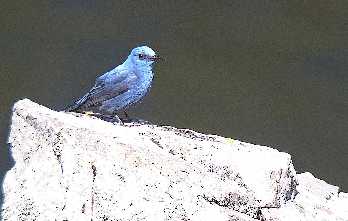 Blue Rock-Thrush - ML617924152