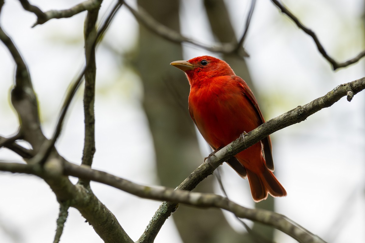 Summer Tanager - ML617924158