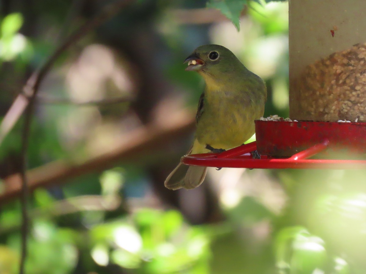 Painted Bunting - ML617924184