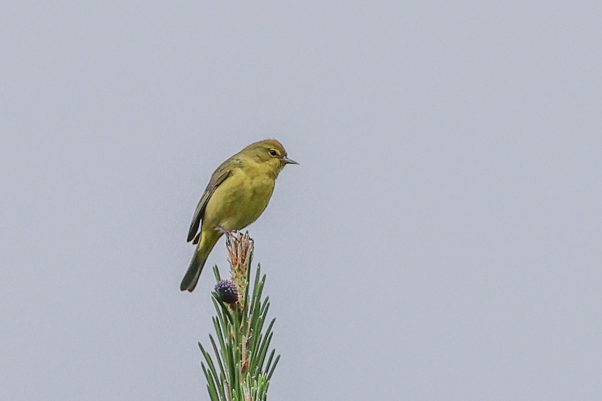 Orange-crowned Warbler - ML617924186