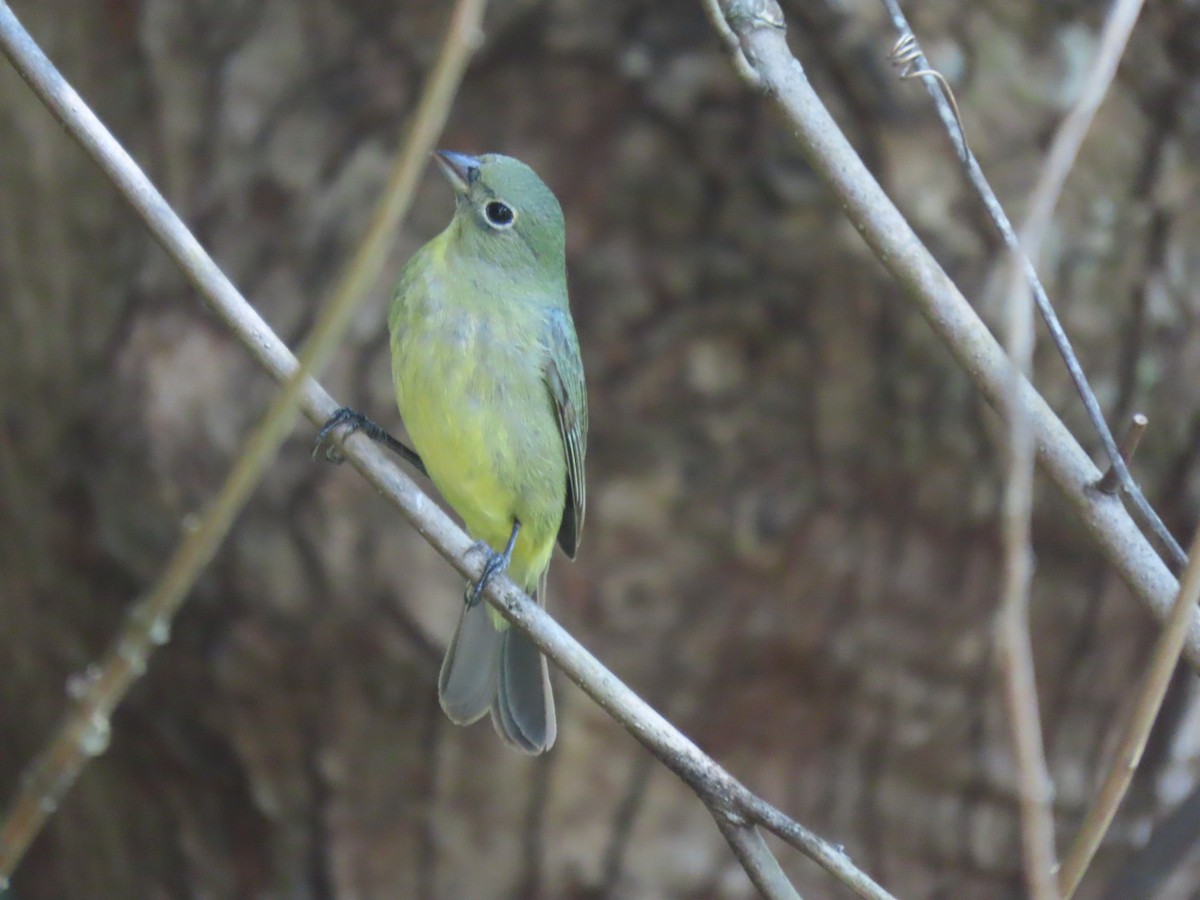 Painted Bunting - ML617924187