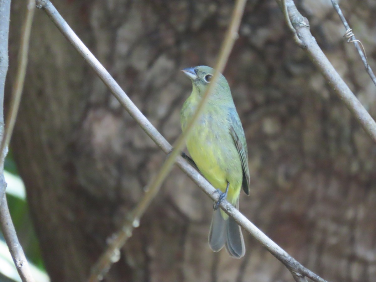 Painted Bunting - ML617924193