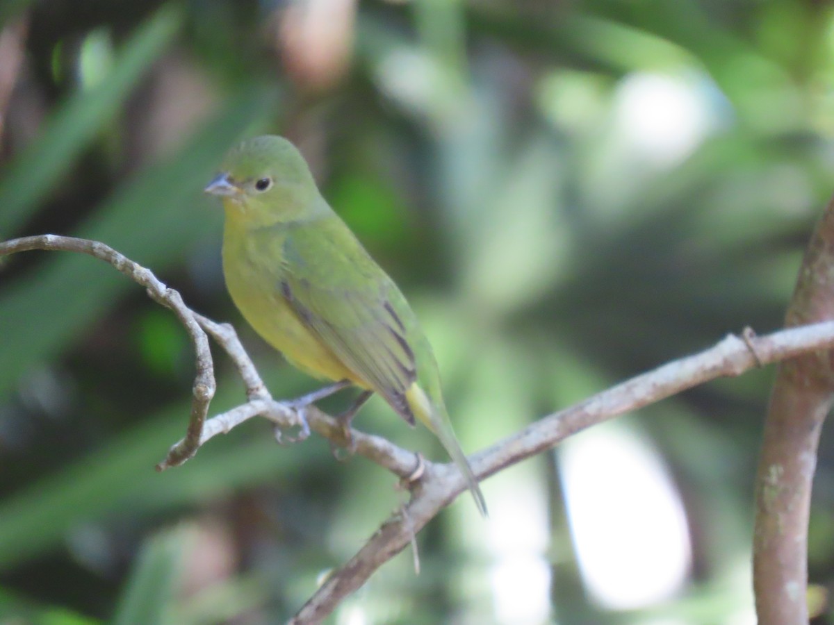 Painted Bunting - ML617924195