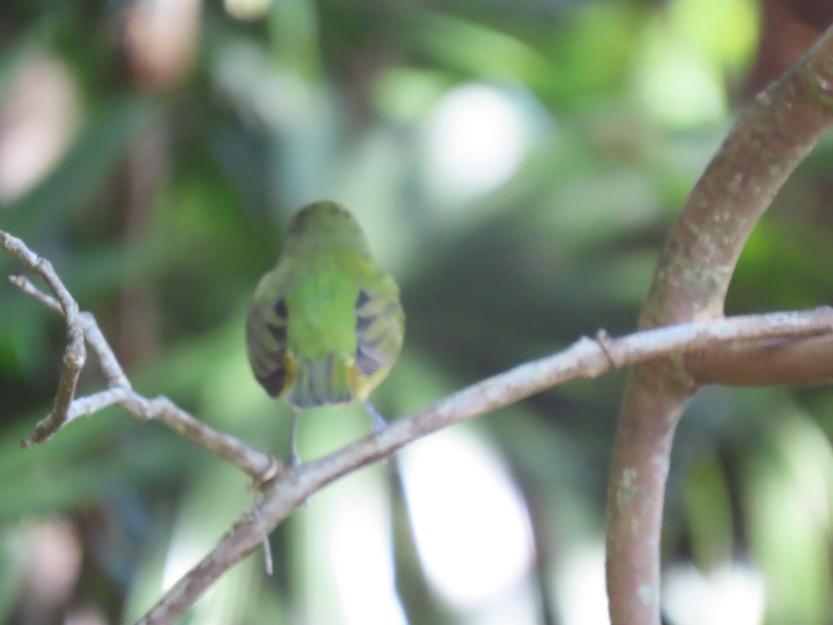 Painted Bunting - ML617924200