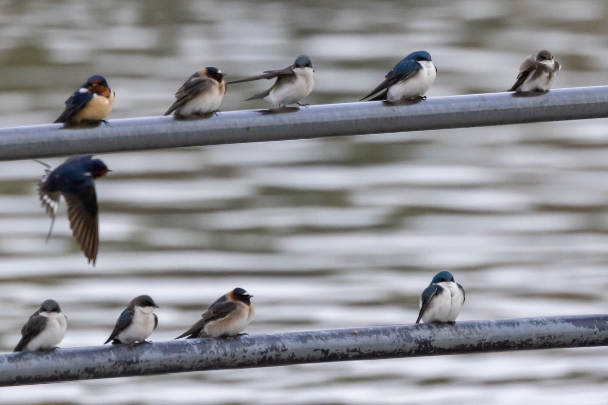 Cliff Swallow - ML617924208