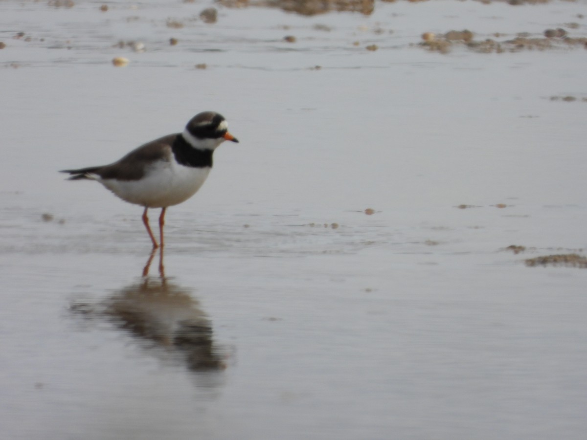 Common Ringed Plover - ML617924223
