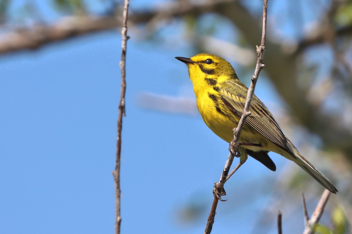 Prairie Warbler - Jason Leifester