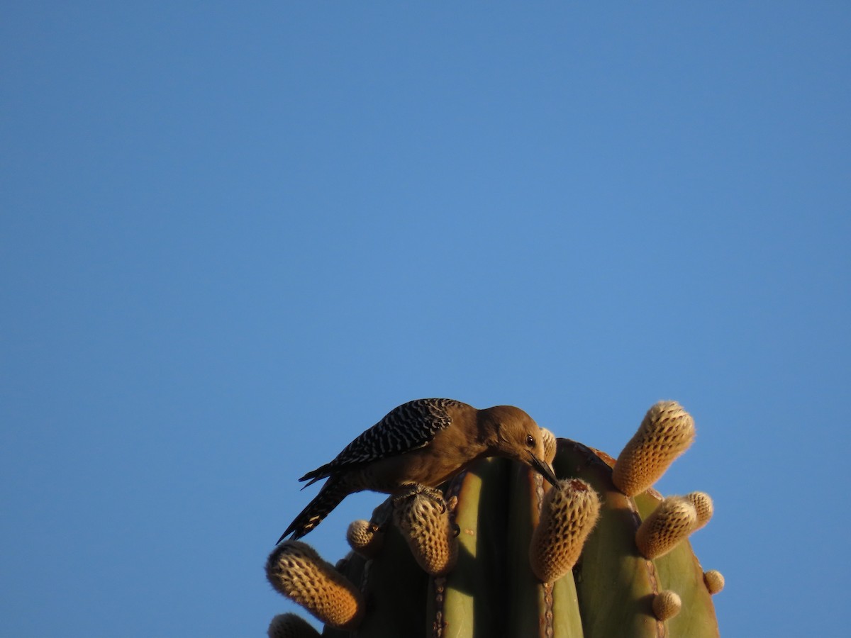 Pic des saguaros - ML617924233