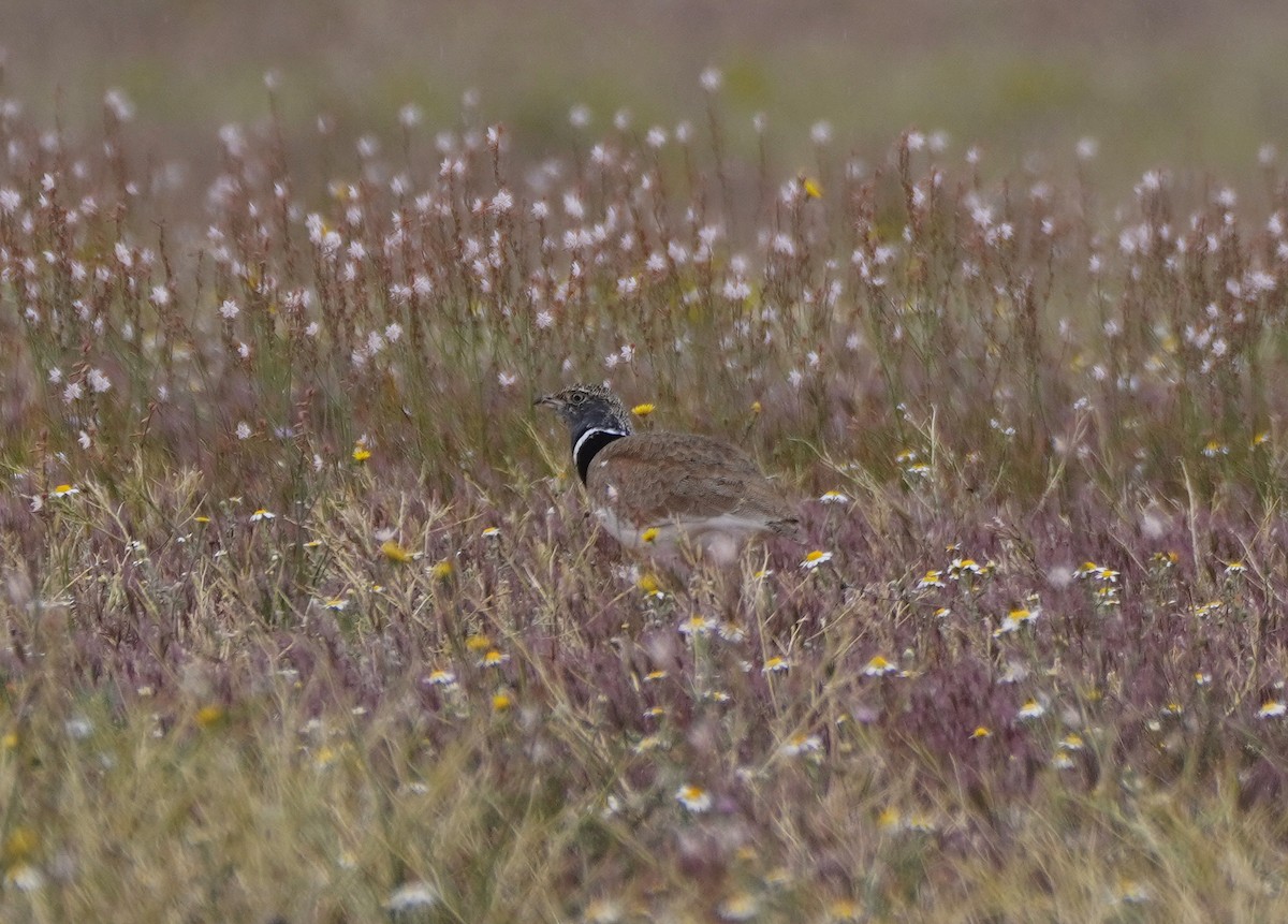 Little Bustard - ML617924277