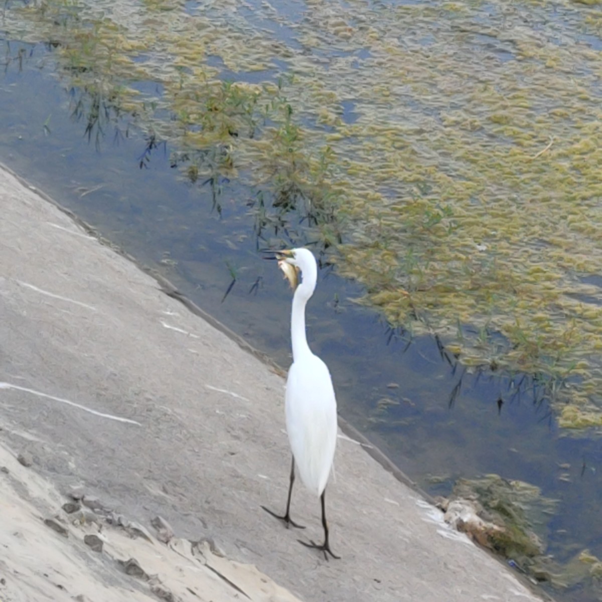 Great Egret - SONU KUMAR