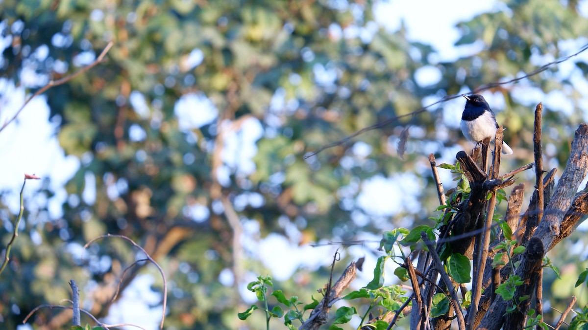 Oriental Magpie-Robin - ML617924301