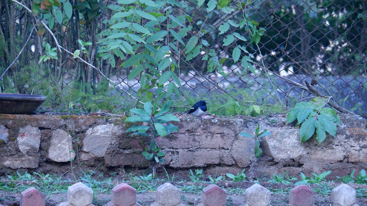 Oriental Magpie-Robin - ML617924303