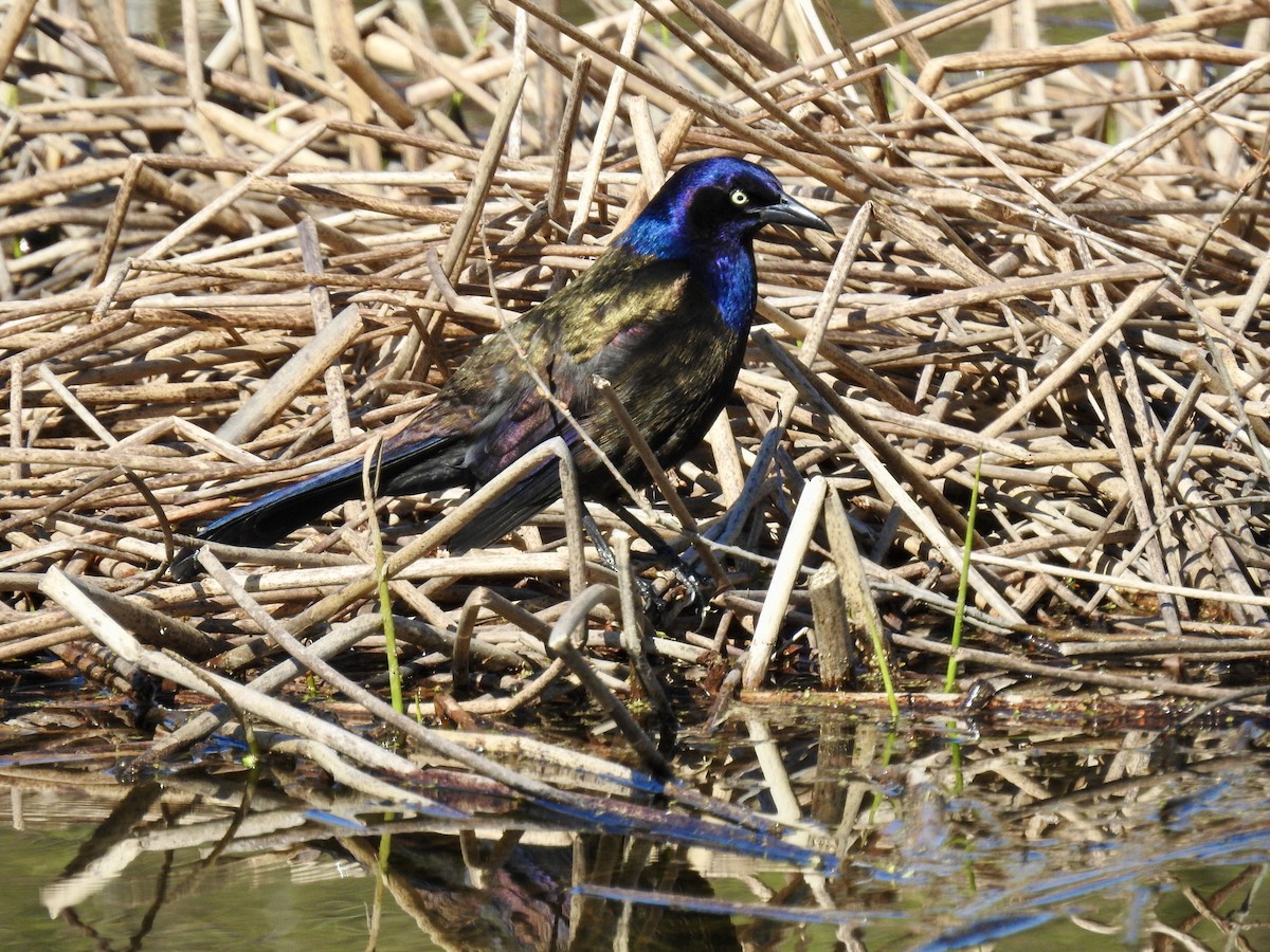 Common Grackle - Laurie  Keefe