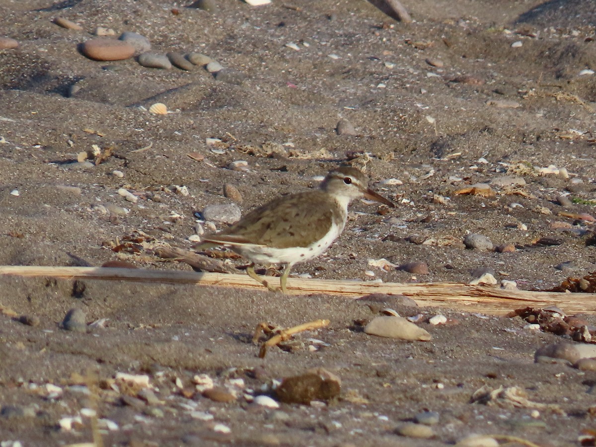 Spotted Sandpiper - ML617924329