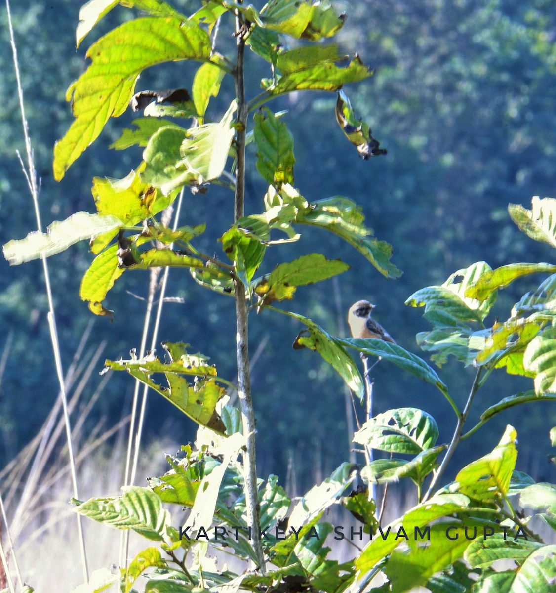 Siberian Stonechat - ML617924341