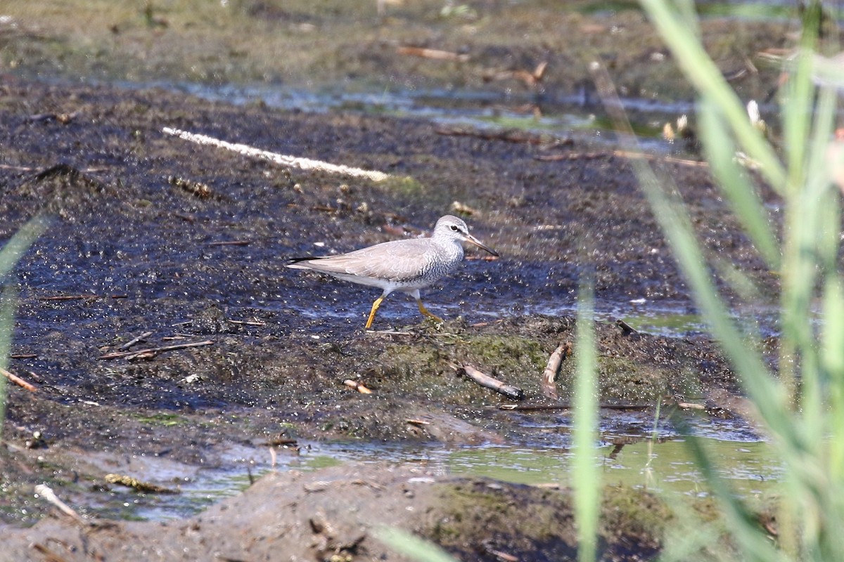 Gray-tailed Tattler - ML617924351