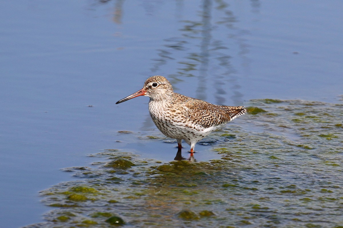 Common Redshank - ML617924353