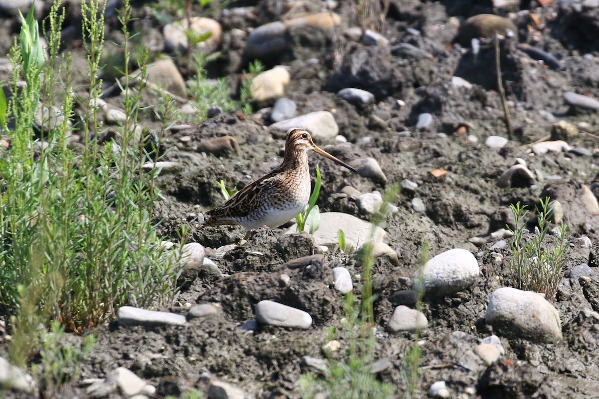 Swinhoe's Snipe - ML617924360