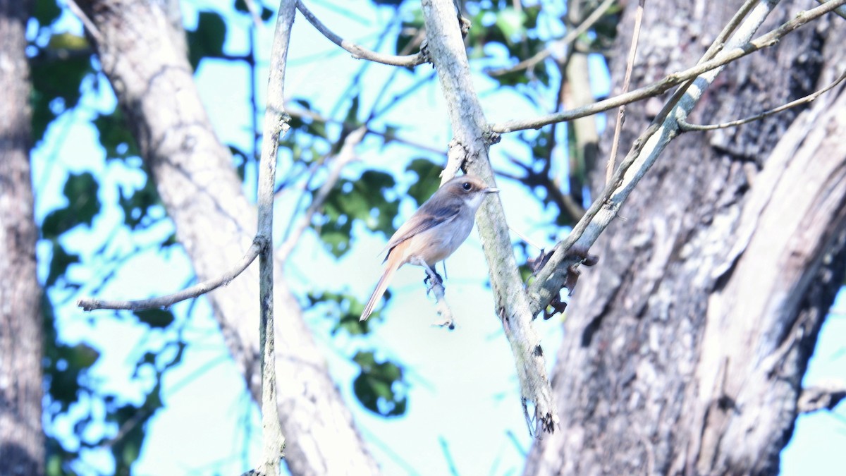 Gray Bushchat - ML617924381