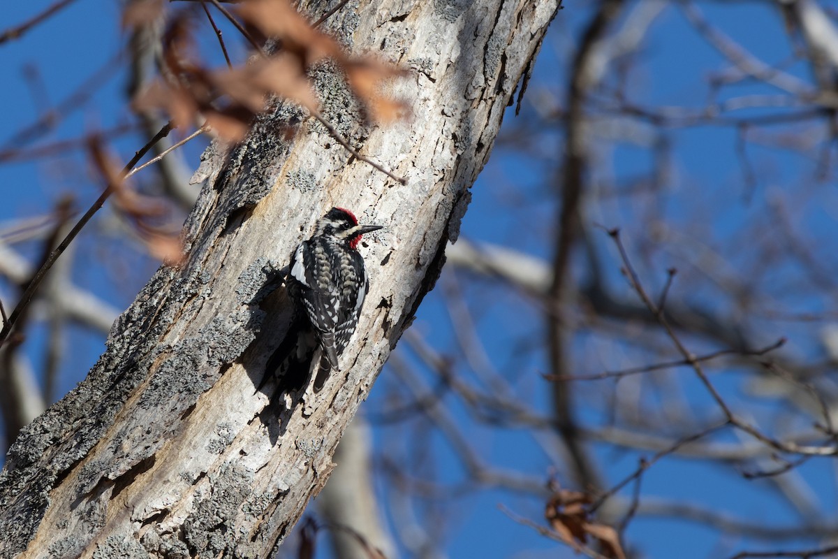 Yellow-bellied Sapsucker - ML617924389